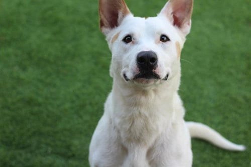 Photo of Oliver, adoptable American Staffordshire Terrier in Grand Prairie, Texas