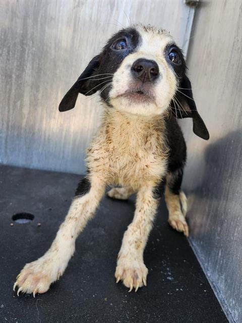 Photo of Lemmy, adoptable Labrador Retriever in San Antonio, Texas