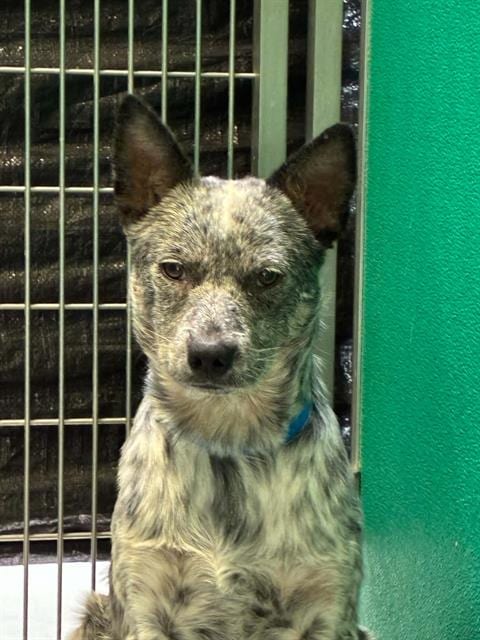 Photo of Derek, adoptable Queensland Heeler in Visalia, California