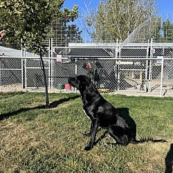 Photo of Chuck, adoptable Mixed Breed (Large) in Emmett, Idaho