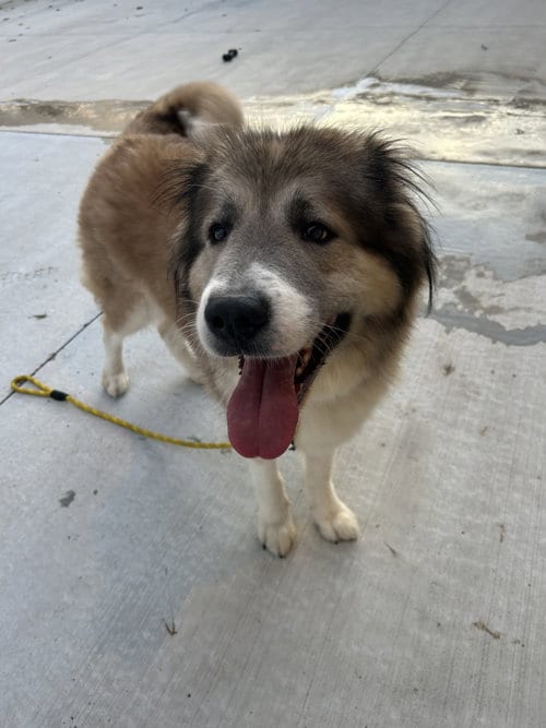 Photo of Poptart, adoptable Great Pyrenees in Lancaster, Pennsylvania