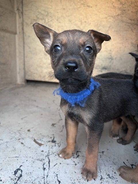 Photo of A480639, adoptable German Shepherd Dog in Oklahoma City, Oklahoma