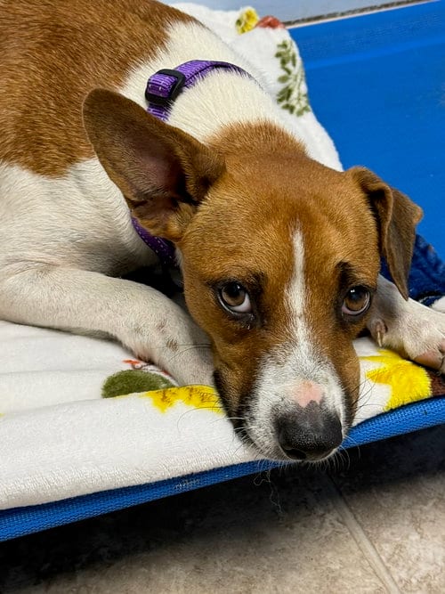 Photo of Velma, adoptable Hound in Gilberts, Illinois