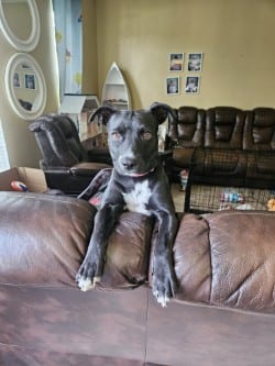 Photo of Meryn, adoptable Terrier in New Orleans, Louisiana