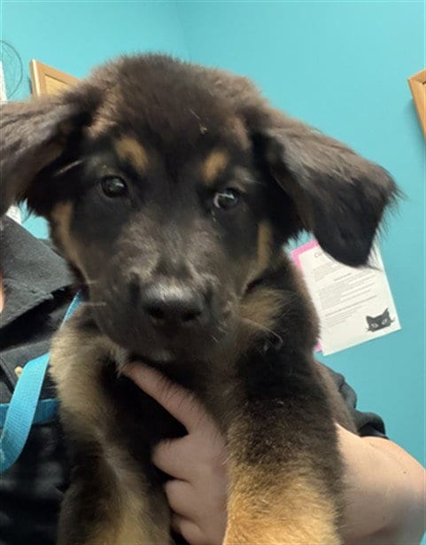 Photo of A662287, adoptable German Shepherd Dog in Houston, Texas