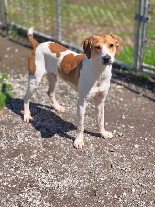 Photo of Dutch, adoptable Unknown breed (short coat) in Crandall, Georgia