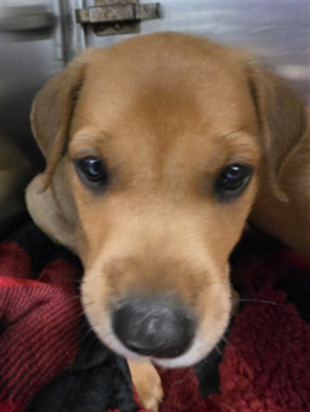 Photo of A478123, adoptable Hound in Oklahoma City, Oklahoma