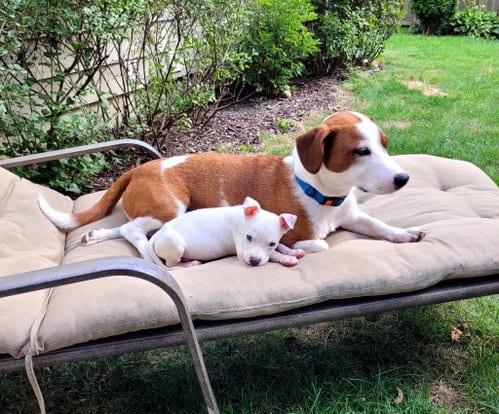 Photo of Sheldon, adoptable Chihuahua in Plainfield, Illinois