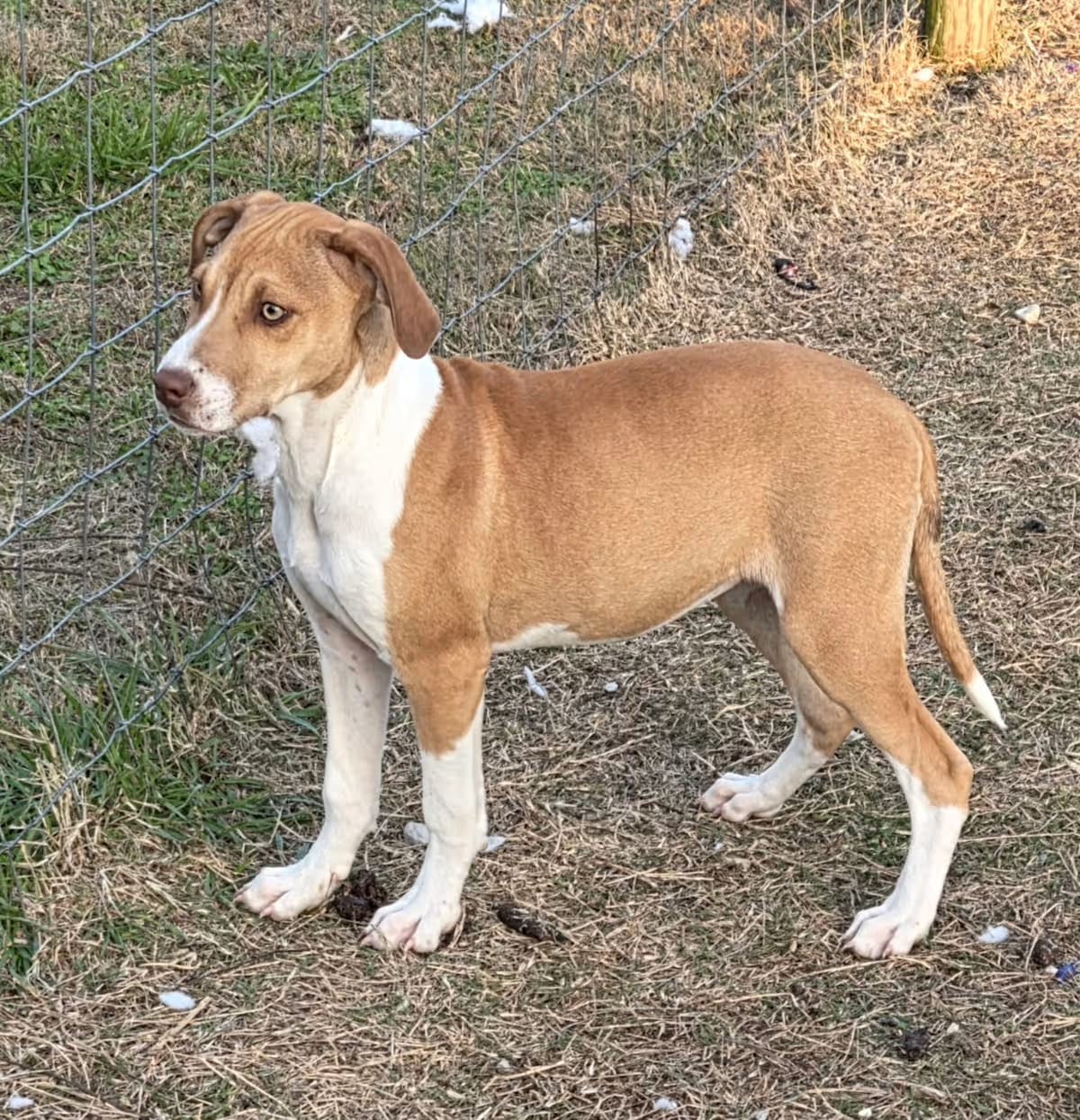 Photo of June, adoptable Redbone Coonhound Black Mouth Cur in Melbourne, Arkansas