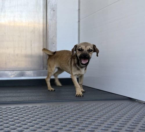 Photo of Olive, adoptable Chihuahua in San Bernardino, California