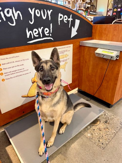 Photo of Daisy, adoptable German Shepherd Dog in West Sacramento, California
