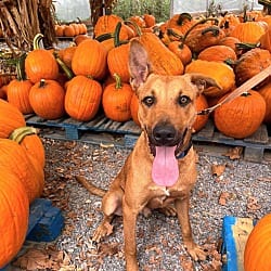 Photo of Macon Bacon, adoptable Hound (Unknown Type) in Pegram, Tennessee