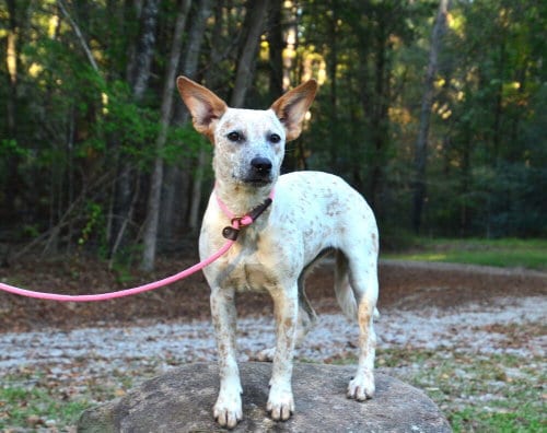Photo of Kelly, adoptable Hound in Willingboro, New Jersey