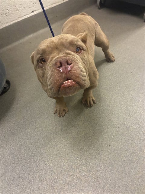 Photo of Burce, adoptable Bulldog in Miami, Florida