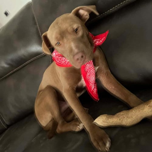 Photo of Acer, adoptable American Bulldog in Mobile, Alabama