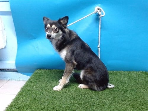 Photo of A5766494, adoptable Shetland Sheepdog Sheltie in Gardena, California