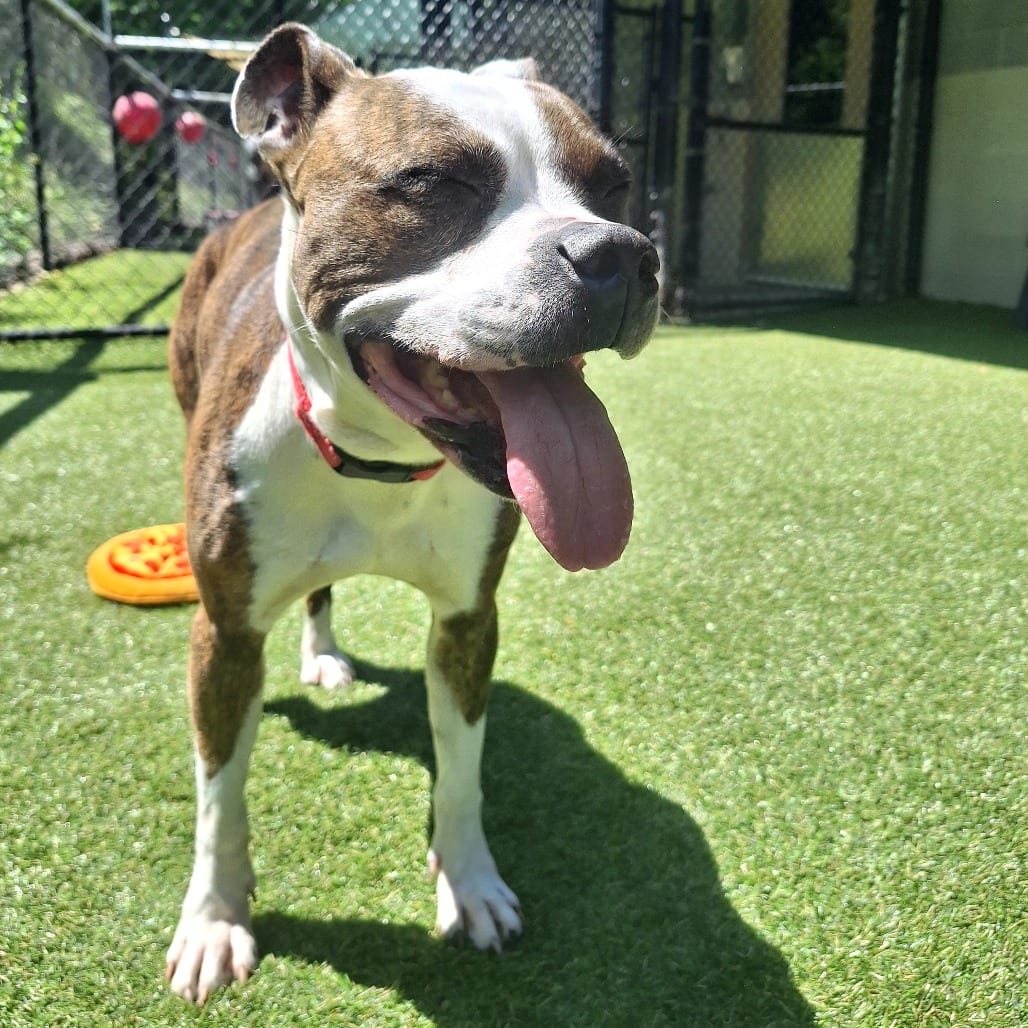 Photo of Bella, adoptable Mixed Breed (Medium)