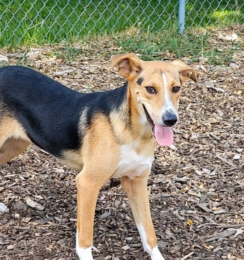 Photo of Coby, adoptable Beagle in Bloomingdale, New Jersey