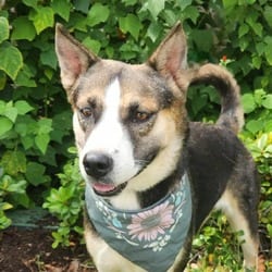 Photo of Misty JuM, adoptable Husky Shepherd (Unknown Type) in Hartford, Connecticut
