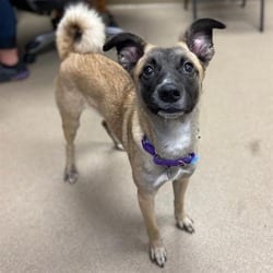 Photo of Rascal, adoptable Italian Greyhound German Shepherd Dog in Aurora, Colorado