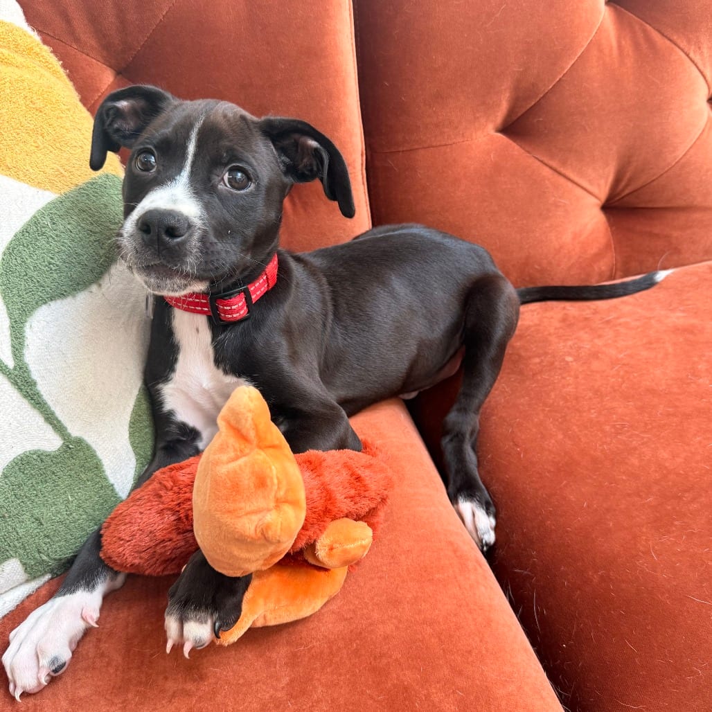 Photo of Binx, adoptable Retriever, Labrador / Mixed Breed (Medium) in Fairfax Station, Virginia