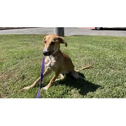 Photo of Hashbrown, adoptable Terrier (Unknown Type, Medium) Australian Cattle Dog in Jurupa Valley, California