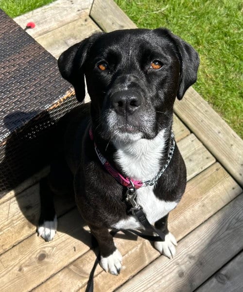 Photo of Lucy, adoptable Labrador Retriever in Dana Point, California