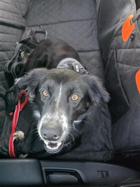 Photo of Oreo, adoptable Australian Cattle Dog/Blue Heeler in San Antonio, Texas