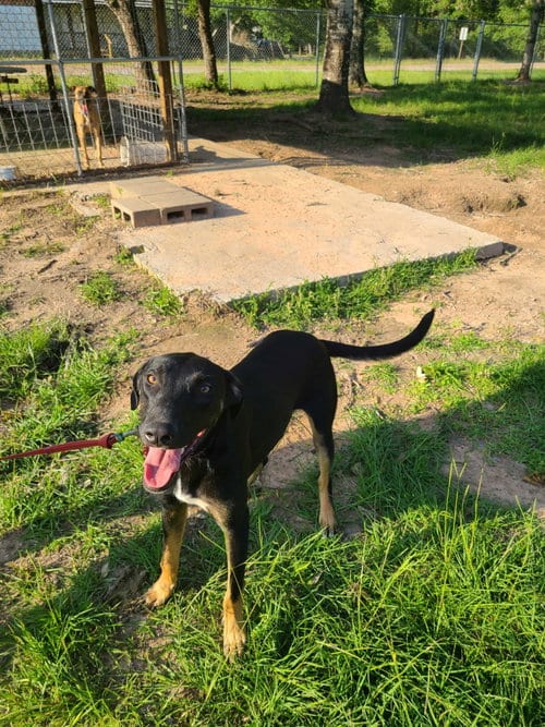 Photo of Yosef, adoptable Labrador Retriever in Sheridan, Texas