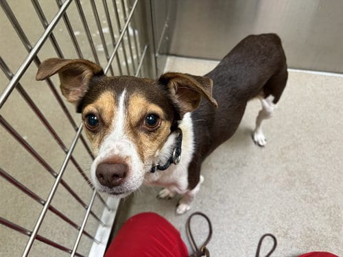 Photo of Milo, adoptable Jack Russell Terrier (Parson Russell Terrier) in Denver, Colorado
