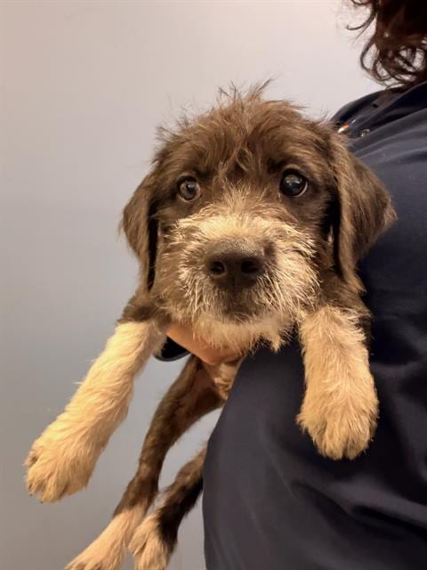 Photo of Domino, adoptable German Wirehaired Pointer in Orange, California