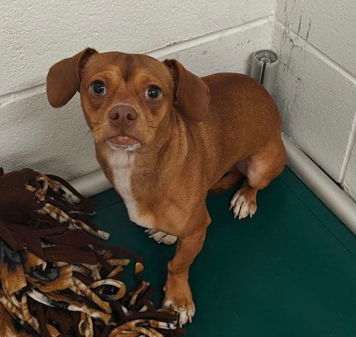 Photo of Mr. Magoo, adoptable Chihuahua in Royal Palm Beach, Florida