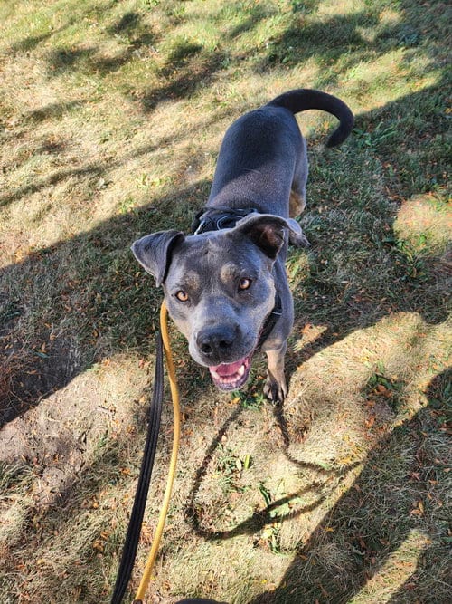 Photo of Steele, adoptable Staffordshire Bull Terrier in Cedar Rapids, Iowa