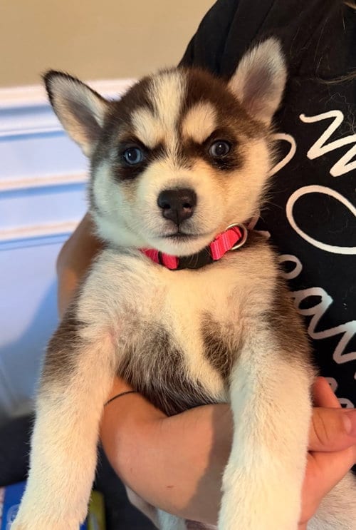 Photo of Fleet, adoptable Siberian Husky in Matawan, New Jersey