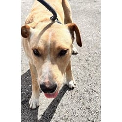 Photo of Nance, adoptable Labrador Retriever in Doral, Florida