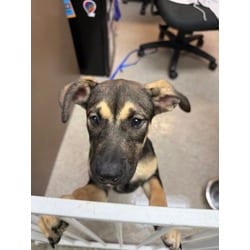 Photo of Lola, adoptable Mixed Breed (Medium) in Maumee, Ohio
