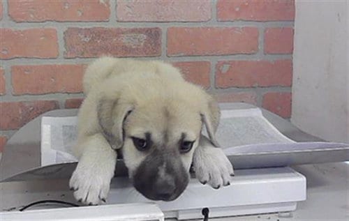 Photo of A2101528, adoptable Great Pyrenees in Houston, Texas