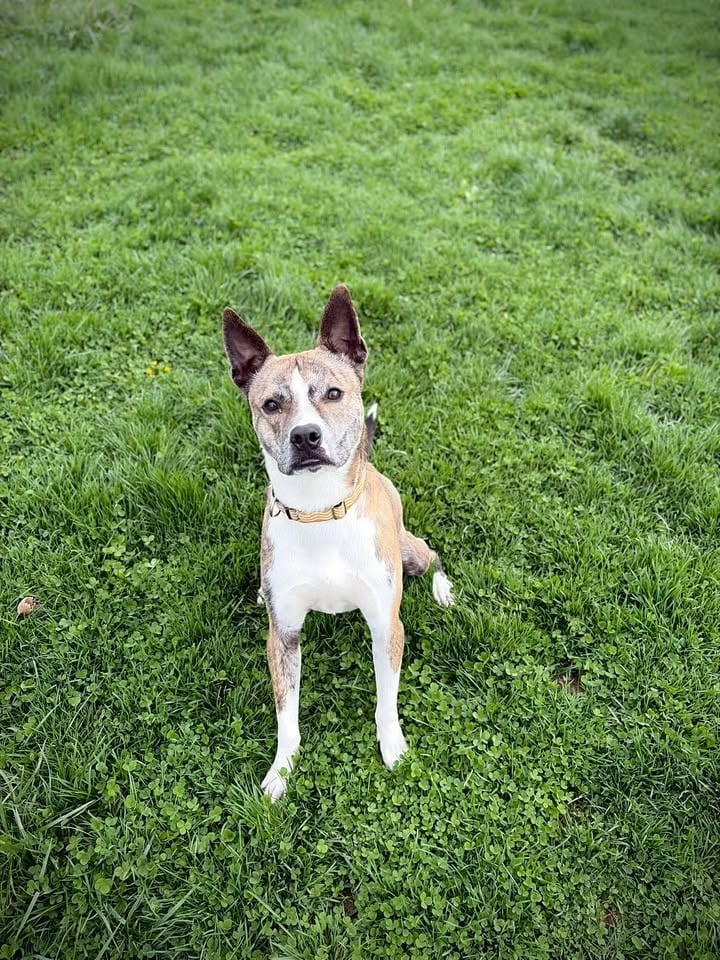 Photo of Roger, adoptable Husky in Greensburg, Indiana