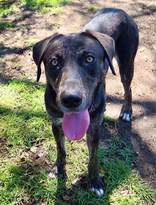 Photo of Dallas, adoptable Labrador Retriever in Bolivia, North Carolina