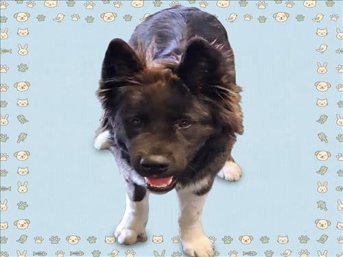 Photo of Bearly, adoptable Akita in Los Angeles, California