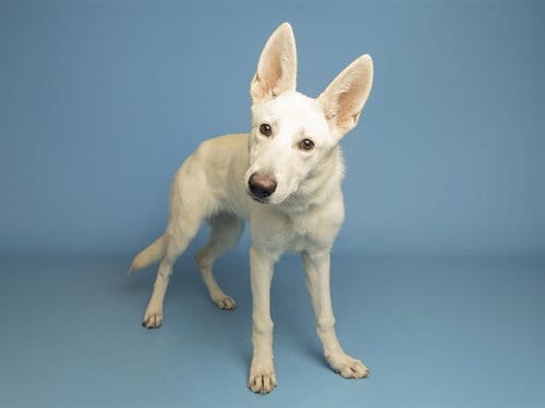Photo of Leela, adoptable German Shepherd Dog in Phoenix, Arizona