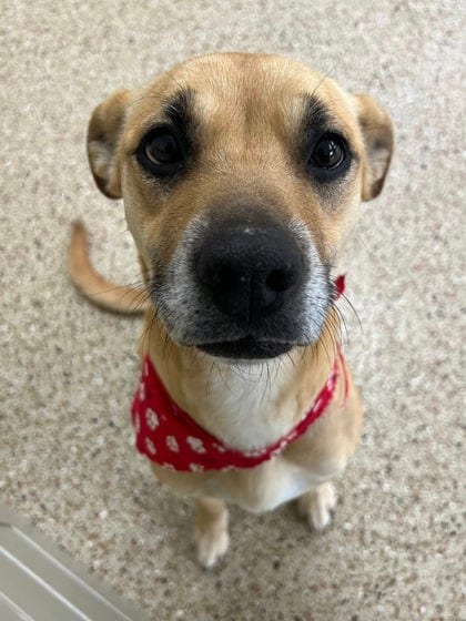 Photo of Sydney, adoptable dog