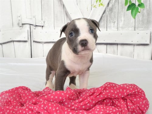 Photo of Queen Latifah, adoptable Pit Bull Terrier in Oroville, California