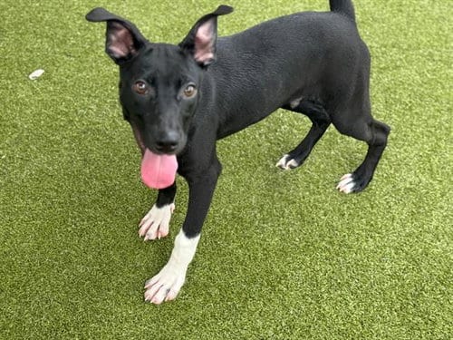 Photo of Cabra, adoptable American Staffordshire Terrier in Waco, Texas