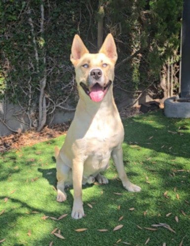 Photo of Cheke, adoptable Pit Bull Terrier in Chatsworth, California