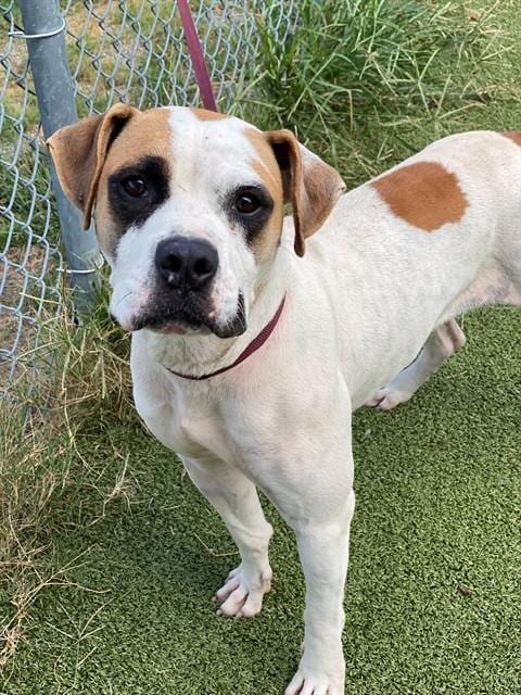 Photo of Petra, adoptable Pit Bull Terrier in Fayetteville, North Carolina
