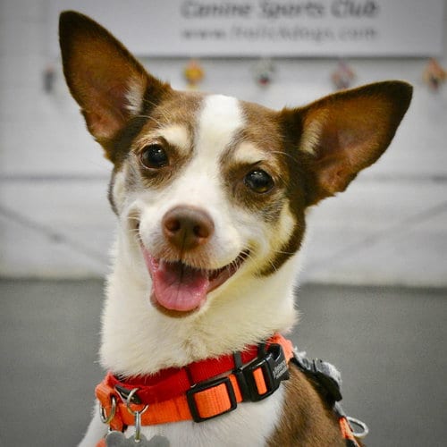 Photo of Posey (VA), adoptable Rat Terrier in Atlanta, Georgia