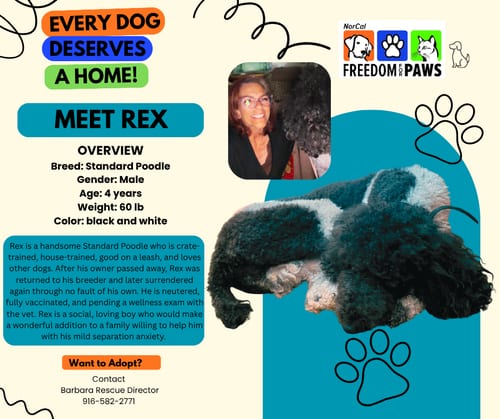 Photo of Rex, adoptable Poodle (Standard) in Rancho Cordova, California