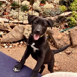 Photo of Biscuit, adoptable Labrador Retriever Whippet in Denver, Colorado