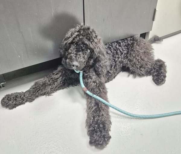 Photo of Vc-7 Smokey, adoptable Poodle Standard cross in Lawrenceville, Georgia